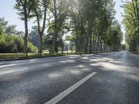 Berlin Nature Park: Lush Green Landscape