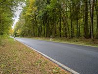 Berlin Nature: Trees, Forest, and Grass