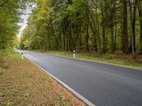 Berlin Nature: Trees, Forest, and Grass