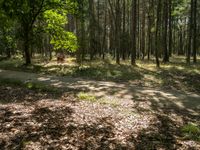 a person is playing a game of frisbee in a wooded area full of trees