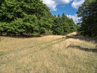 a dirt road runs through an unpaved clearing of land surrounded by trees and grass