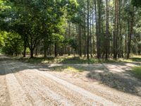 a dirt road surrounded by trees in the middle of nowhere, surrounded by some tall green leaf