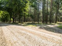 a dirt road surrounded by trees in the middle of nowhere, surrounded by some tall green leaf