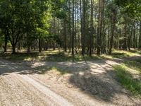 a dirt road surrounded by trees in the middle of nowhere, surrounded by some tall green leaf