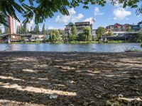 a dog is on the shore by the water with trees and buildings in the background