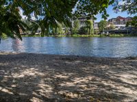 a dog is on the shore by the water with trees and buildings in the background