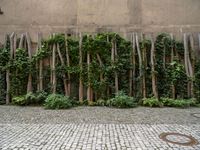 a tree lined wall with green plants beside it, surrounded by a cobblestone street