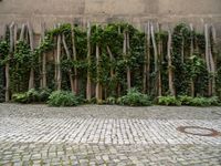 a tree lined wall with green plants beside it, surrounded by a cobblestone street