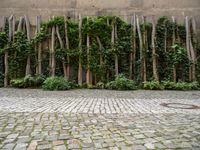 a tree lined wall with green plants beside it, surrounded by a cobblestone street