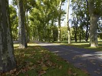 Berlin Road Through Autumn Forest