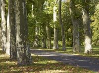 Berlin Road Through Autumn Forest