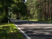 Road in Berlin: Forest Landscape on a Sunny Day