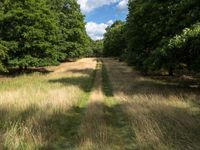 a long road leads through the middle of a grassy field with trees on either side