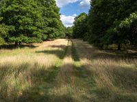 a long road leads through the middle of a grassy field with trees on either side