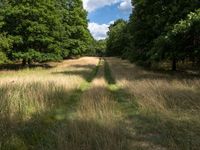 a long road leads through the middle of a grassy field with trees on either side