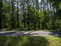 a long empty road surrounded by trees and a lush green forest with yellow flowers growing on the side of the road