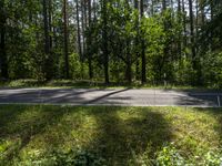 a long empty road surrounded by trees and a lush green forest with yellow flowers growing on the side of the road