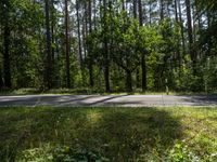 a long empty road surrounded by trees and a lush green forest with yellow flowers growing on the side of the road