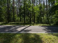 a long empty road surrounded by trees and a lush green forest with yellow flowers growing on the side of the road