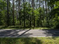 a long empty road surrounded by trees and a lush green forest with yellow flowers growing on the side of the road