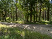 a road in a forest with trees around it and some cars driving by on it