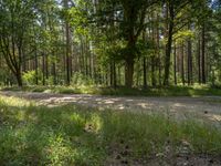 a road in a forest with trees around it and some cars driving by on it