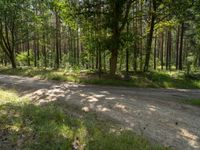 a road in a forest with trees around it and some cars driving by on it