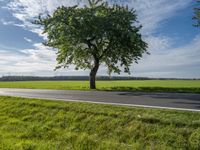 a tree stands next to an empty country road in the middle of a green pasture