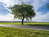 a tree stands next to an empty country road in the middle of a green pasture