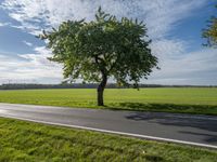 a tree stands next to an empty country road in the middle of a green pasture