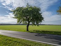 a tree stands next to an empty country road in the middle of a green pasture