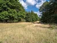 a grassy field surrounded by trees and clouds in the sky in the middle of a forest