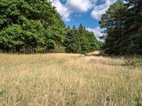 a grassy field surrounded by trees and clouds in the sky in the middle of a forest