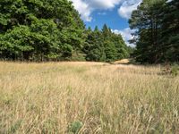 a grassy field surrounded by trees and clouds in the sky in the middle of a forest