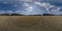 an image of a field with some weeds on the grass and sky in the background