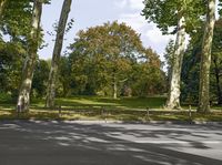 trees lined with green grass are next to a street in front of some trees in an empty park