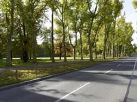 the tree lined road looks like a forest with many trees and leaves on it's trunk