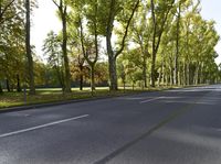 the tree lined road looks like a forest with many trees and leaves on it's trunk