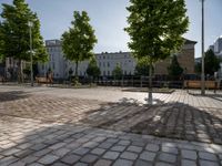 several trees are in a cobblestone patio with benches and a man walking by