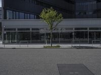 an empty street next to a building with glass windows and a tree in front of it