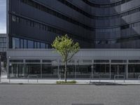 an empty street next to a building with glass windows and a tree in front of it