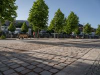 a group of benches in front of some trees and buildings on the street, all along with a few trees to the right