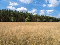 Berlin's Forest and Field Landscape 001