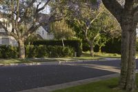 a residential neighborhood street with purple flowers all over the road from trees to sidewalk in front