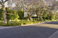 an empty street lined with trees covered in purple flowers next to a row of white houses