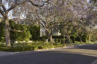 an empty street lined with trees covered in purple flowers next to a row of white houses