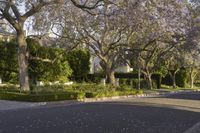 an empty street lined with trees covered in purple flowers next to a row of white houses