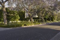 an empty street lined with trees covered in purple flowers next to a row of white houses