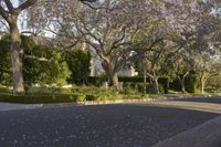 an empty street lined with trees covered in purple flowers next to a row of white houses