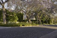 an empty street lined with trees covered in purple flowers next to a row of white houses